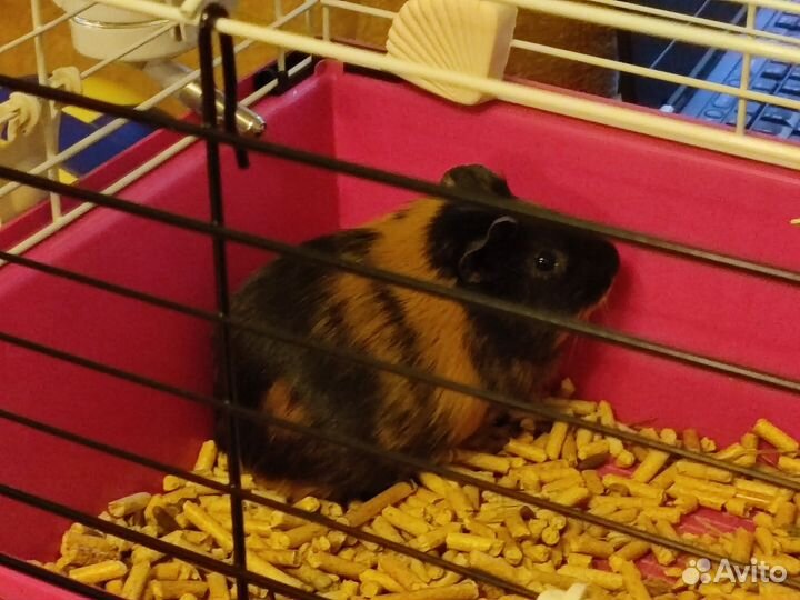 Морская свинка с клеткой