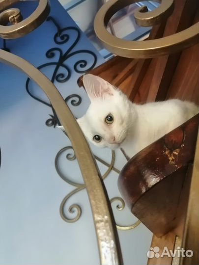 Котёнок ищет новый дом