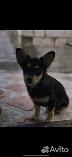 Карликовый пинчер