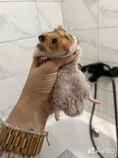 Сирийский хомяк с клеткой