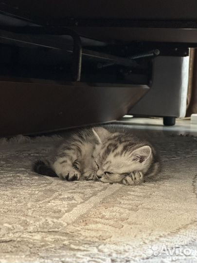 Котенок британский