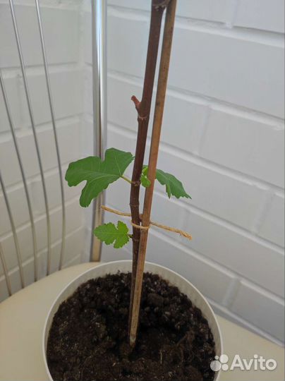 Растение инжир комнатные растения