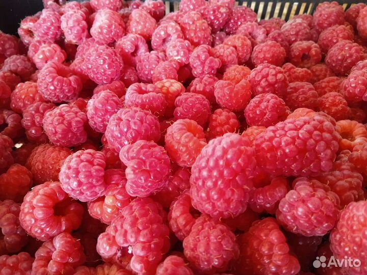 Малина ягоды с куста с доставкой