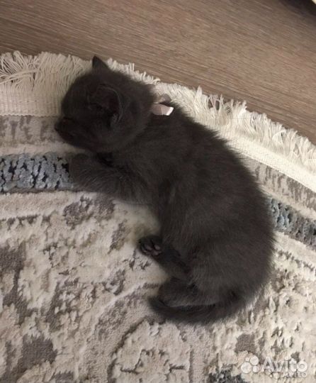Отдам котят девочек в добрые руки