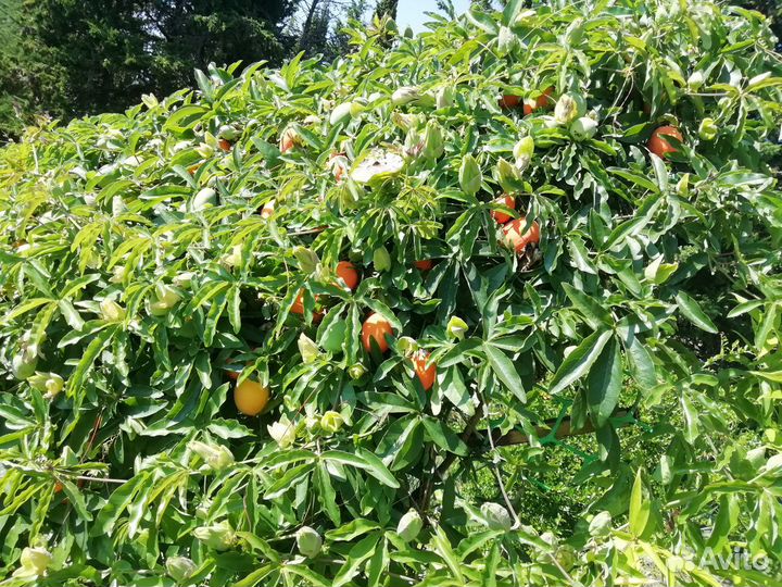 Маракуя Пассифлора