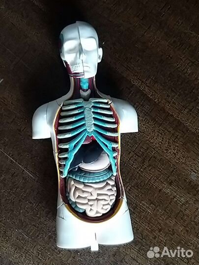 Анатомический набор