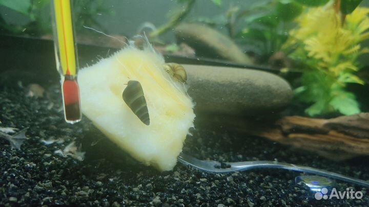 Рыбки геофагус,анциструс,северум,улитки кролик