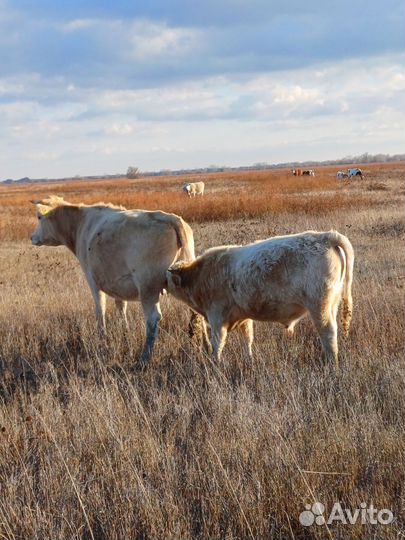 Бычки на откорм сименталы