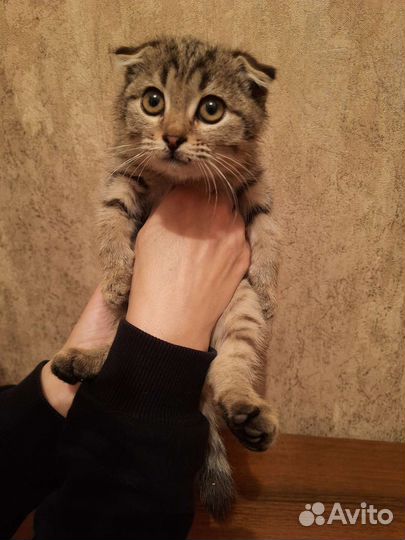 Шотландский котенок
