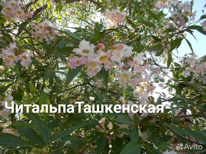 Деревья декоративные растения