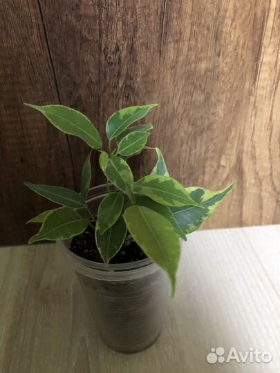 Фикус бенджамина