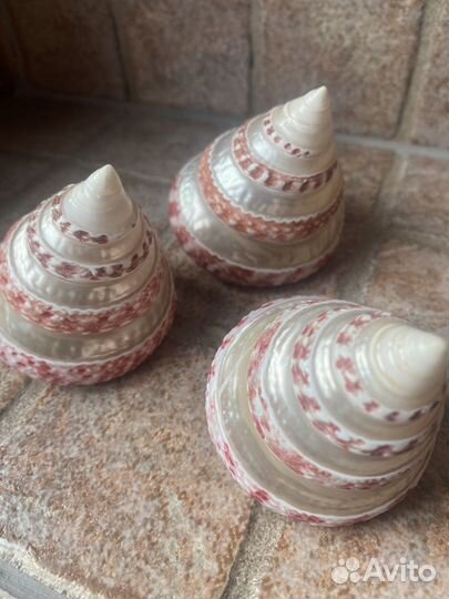 Новый набор ракушек. Индийский океан