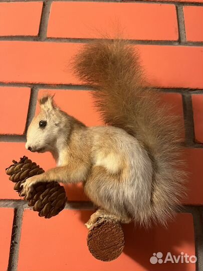 Чучело белки