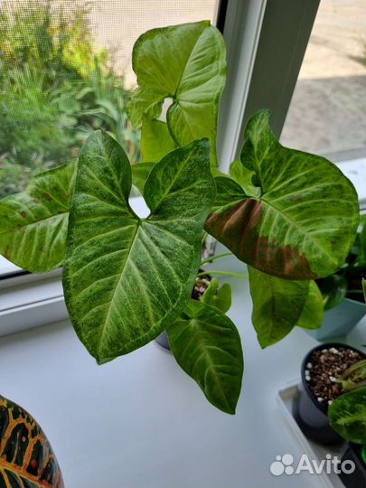 Комнатные цветы