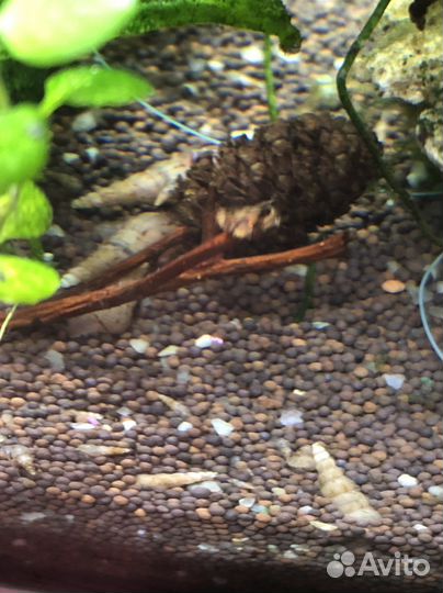 Улитки мелании