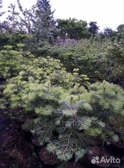 Пихта одноцветная