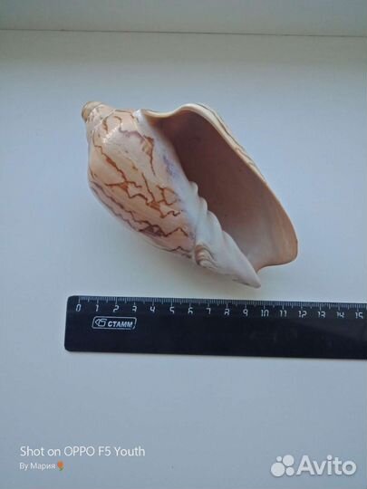 Ракушка морская