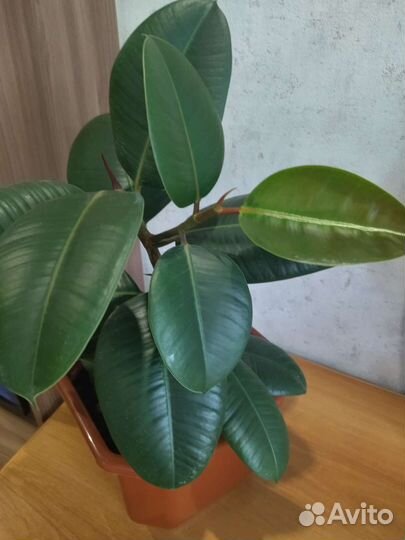 Фикус робуста