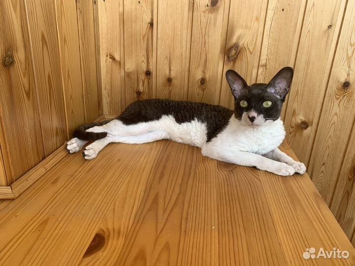 Корниш-рекс вязка