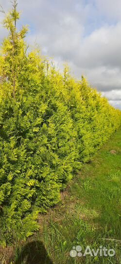 Туя Санкист 2,5-3 метра высота, в наличии,доставка