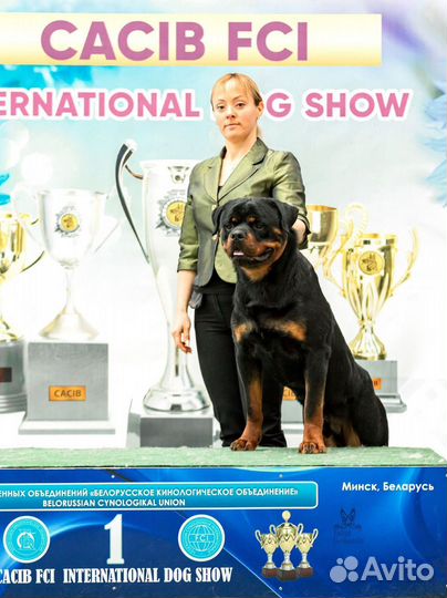 Кобель ротвейлера