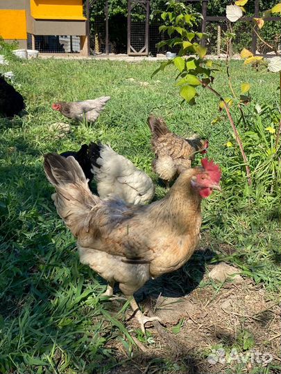 Куры несушки молодые, Не старьё под видом 8-9 мес