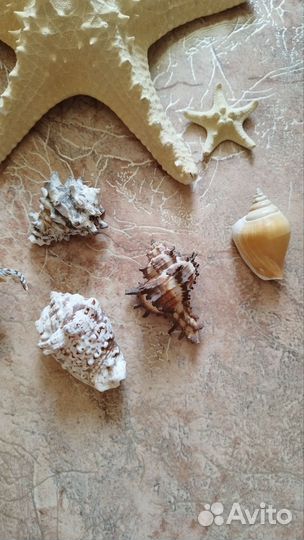 Морские раковины, звёзды