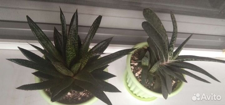 Суккуленты