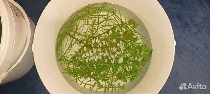 Аквариумные растения