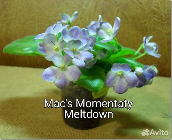 Фиалка мини