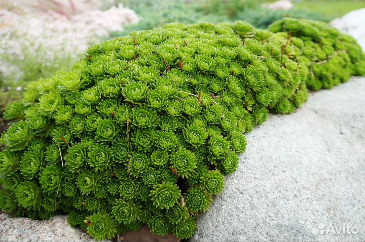 Цветы в сад