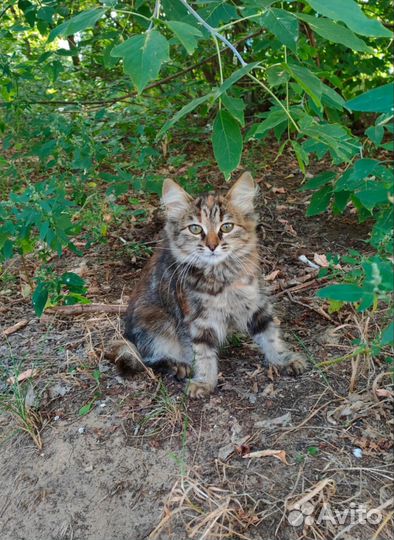 Котята, рыжий мальчик, трёхцветная девочка