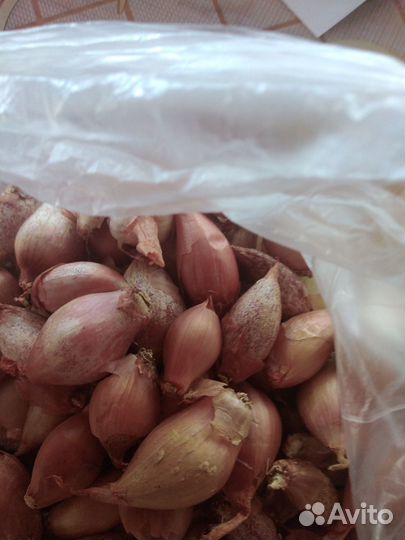 Чеснок, лук