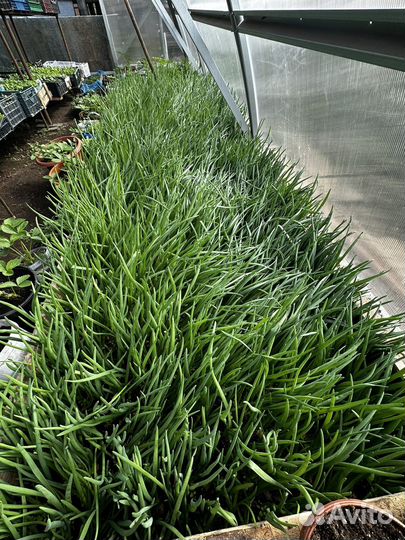 Лук зеленый