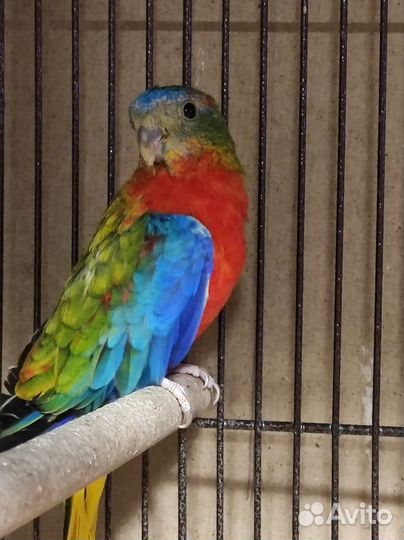 Лазурные и Розовобрюхий попугай Баурка