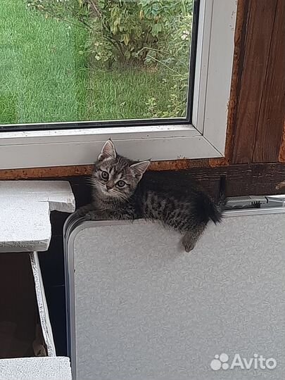 Котята в добрые руки бесплатно