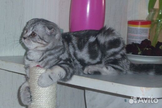 Шотландский кот для вязок