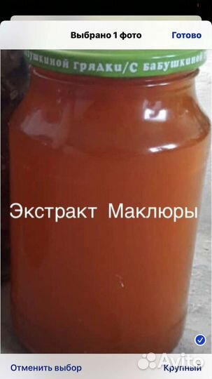 Экстракт маклюры
