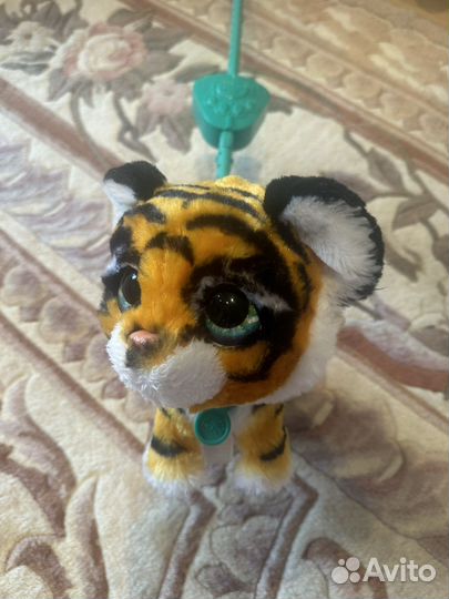 Тигренок на поводке