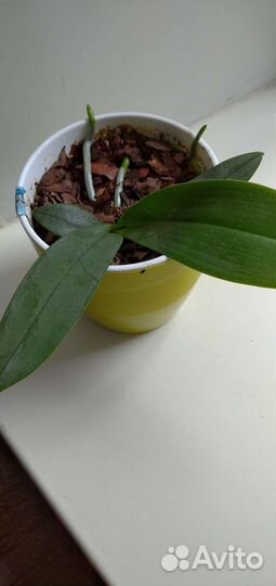 Орхидея фаленопсис