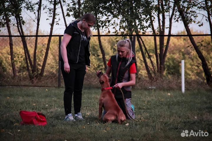Дрессировка и передержка собак