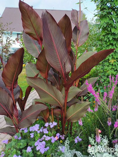 Клубни Канны