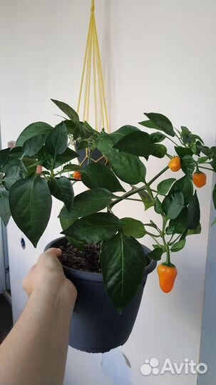 Перец острый