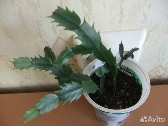 Авито курск растения. Авито курск растения. Авито курск растения. Отдам комнатные цветы. Авито курск растения.