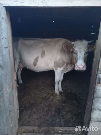 Продам коров