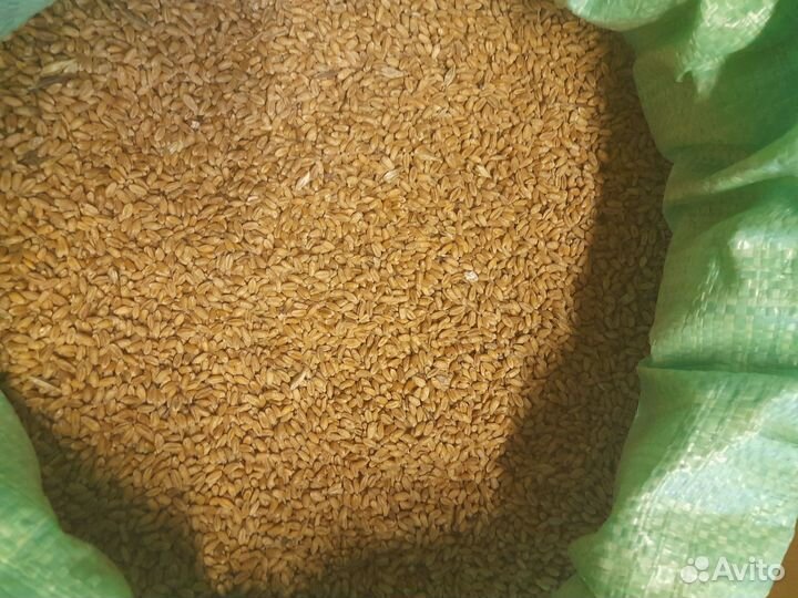 Зерно пшеница