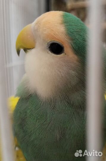 Попугай неразлучник розовощёкий