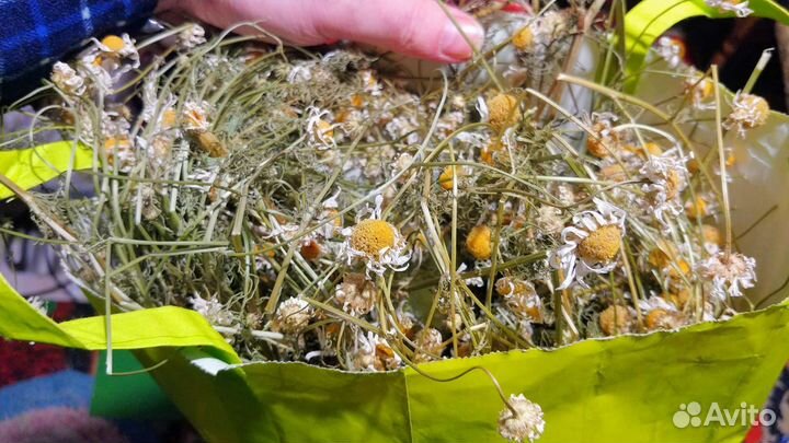 Ромашка домашняя ручной сбор сушеная