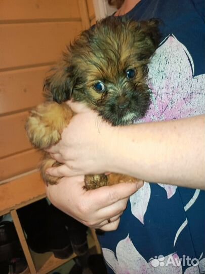 Щенки найды в овраге