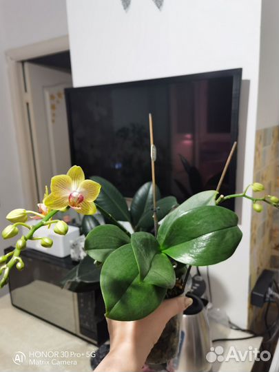 Орхидея фаленопсис